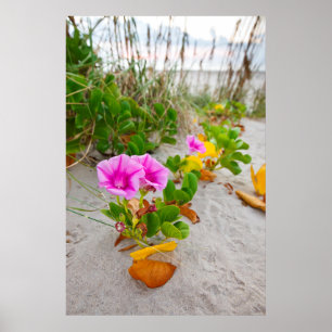 Beach Morning Glory (Ipomoea Stolonifera) Poster