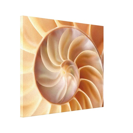 Beach Nautilus Shell Art Canvas Print