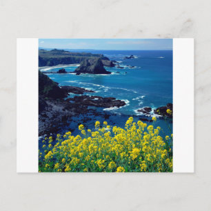 Beach Pacific Coastline Wildflowers Mendocino Postcard