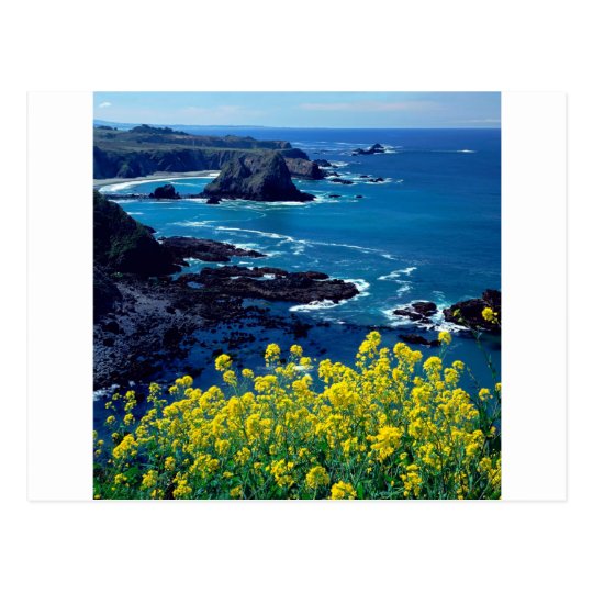 Beach Pacific Coastline Wildflowers Mendocino Postcard