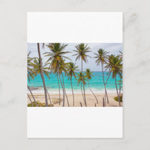 Beach Palms Postcard