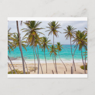 Beach Palms Postcard