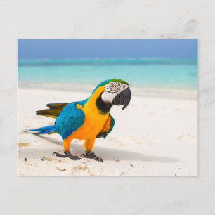 Beach Parrot Postcard
