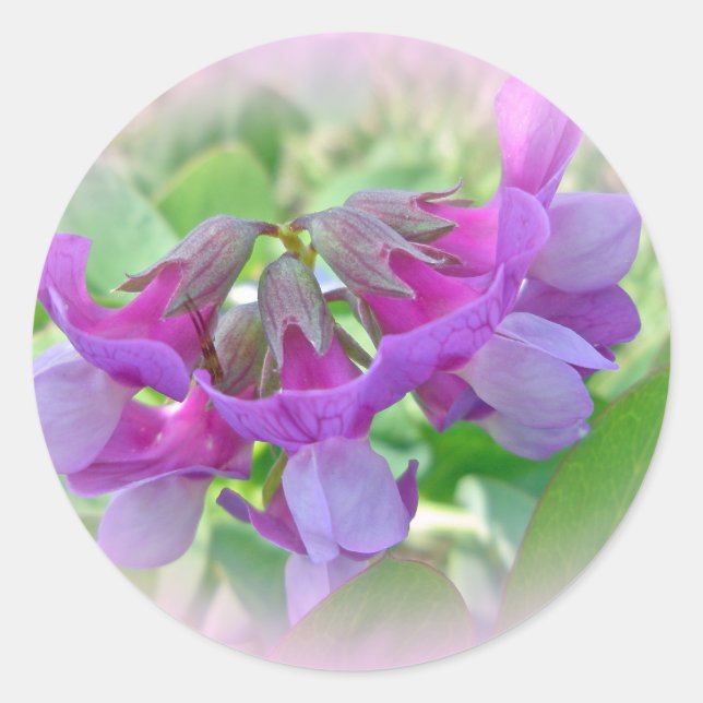 Beach Pea - Lathyrus japonicus - Wildflower Classic Round Sticker (Front)