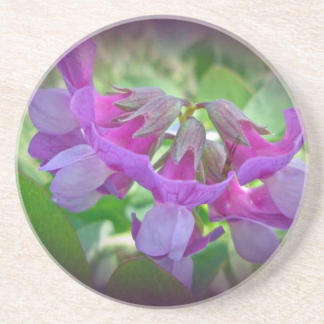 Beach Pea - Lathyrus japonicus - Wildflower Coaster (Front)