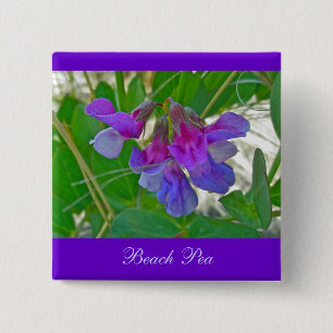 Beach Pea (Lathyrus maritimus) Coordinating Items 15 Cm Square Badge
