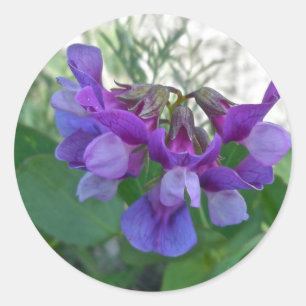 Beach Pea (Lathyrus maritimus) Coordinating Items Classic Round Sticker