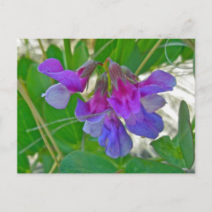 Beach Pea (Lathyrus maritimus) Coordinating Items Postcard