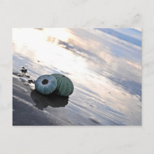 Beach Photo Postcard