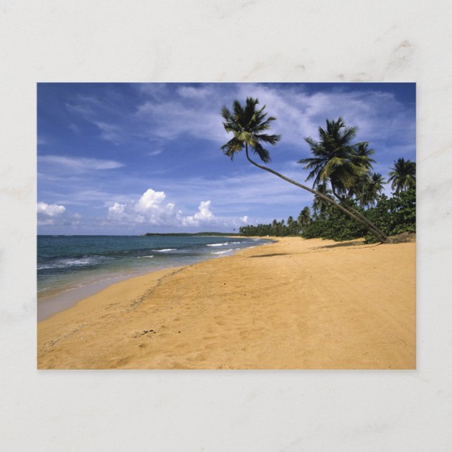Beach Puerto Rico 2 Postcard (Front)