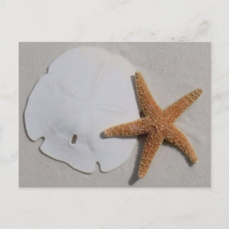 beach sandollar and starfish postcard