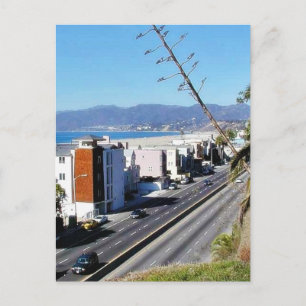 Beach Santa Monica Ocean Postcard