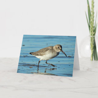 Beach Scene - Dunlin Thank You Card