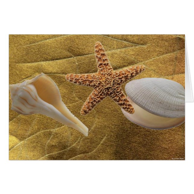 Beach - Sea Shell - Card (Front Horizontal)
