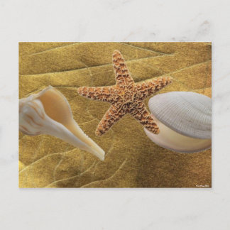 Beach -Sea Shell- Postcard