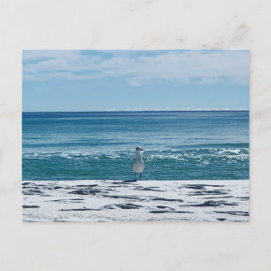 Beach Seagull Original Bird Photography Postcard