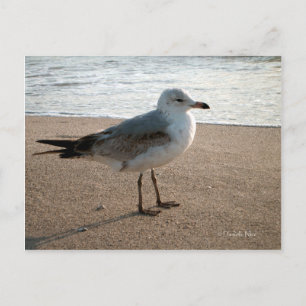Beach Seagull Postcard