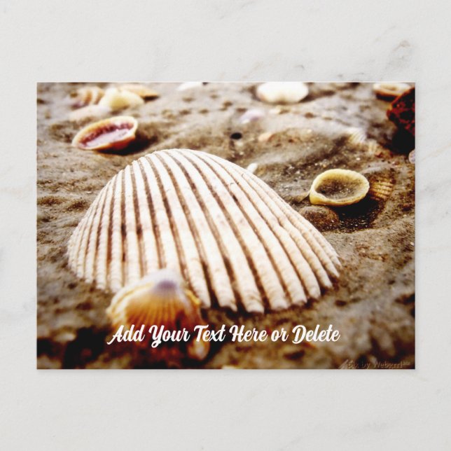 Beach Seashells at Krabi Thailand, Postcard (Front)