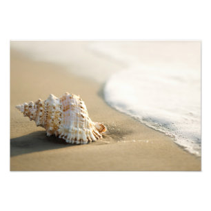 Beach Shell Photo Print