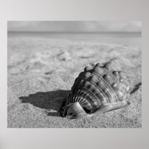 Beach Shell Poster