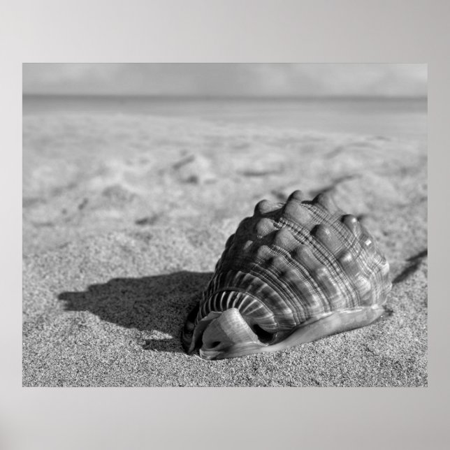 Beach Shell Poster (Front)
