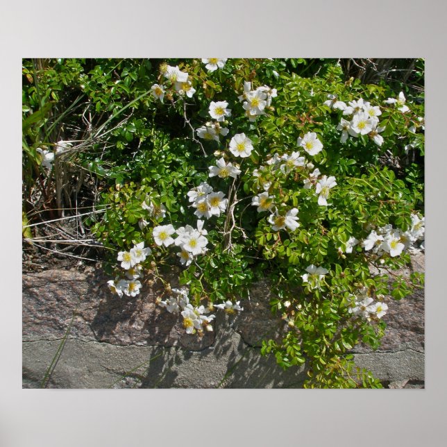 Beach-side Wild White Roses Poster (Front)