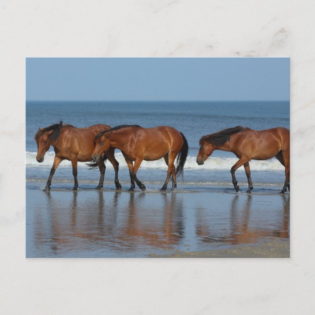 Beach Sisters Postcard (Front)