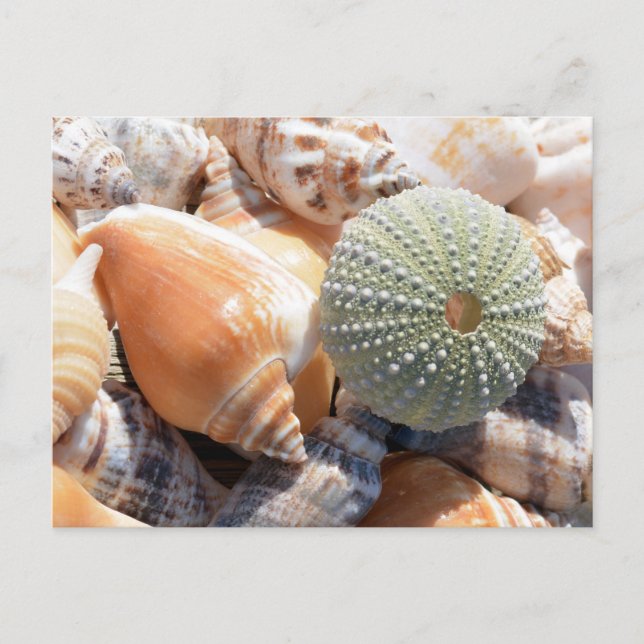 Beach Souvenirs Postcard (Front)