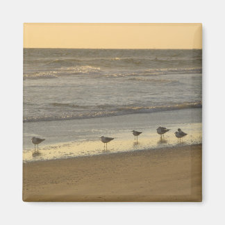 Beach Terns Birds Sunrise Ocean Photography Magnet