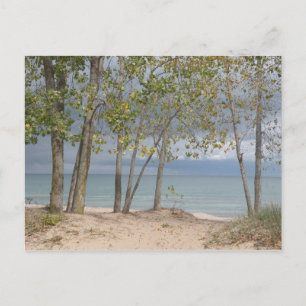 Beach trees postcard