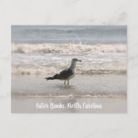 Beachcombing Sea Gull OBX Postcard