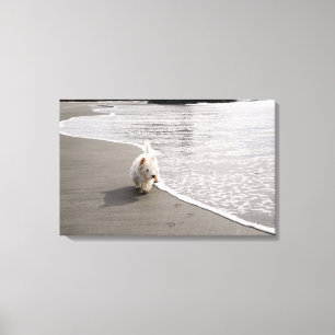 Beachcombing Westie Canvas Print