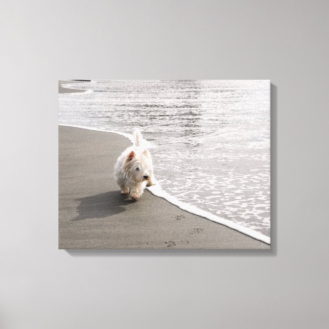 Beachcombing Westie Photo Canvas Print (Front)