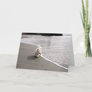 Beachcombing Westie Photo Greeting Card