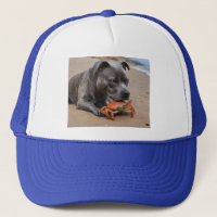 "Beachside Pals: A Staffy and Its Crab Companion"