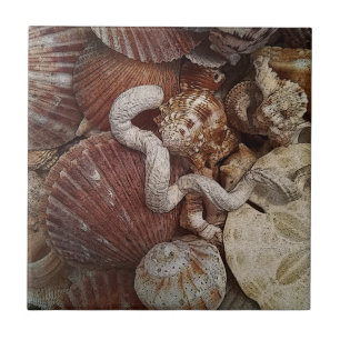 Beachy Seashells Sand Dollar Tile