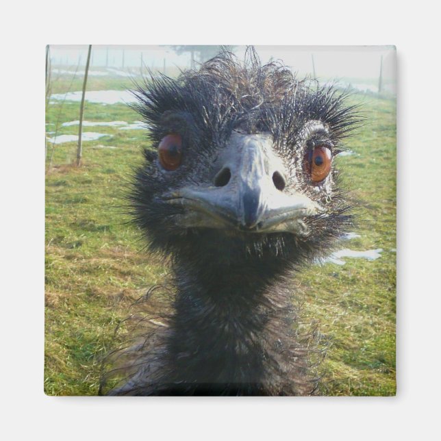 Beady Eyes EMU Magnet (Front)