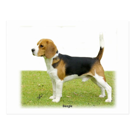 Beagle 9J27D-02 Postcard