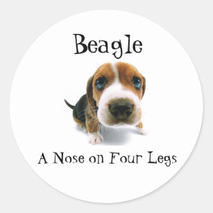 Beagle - A Nose on four legs Classic Round Sticker