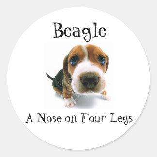 Beagle - A Nose on four legs Classic Round Sticker