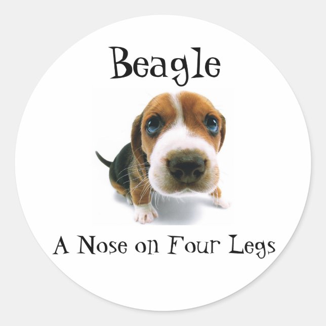 Beagle - A Nose on four legs Classic Round Sticker (Front)