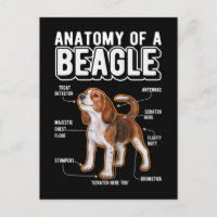 Beagle Anatomy Funny Dog
