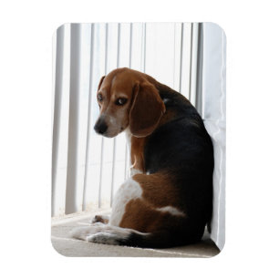 beagle attitude magnet