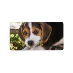 Beagle Baby Dog Label