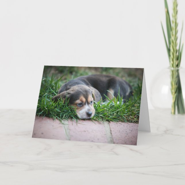 Beagle Baby on Grass Card (Front)