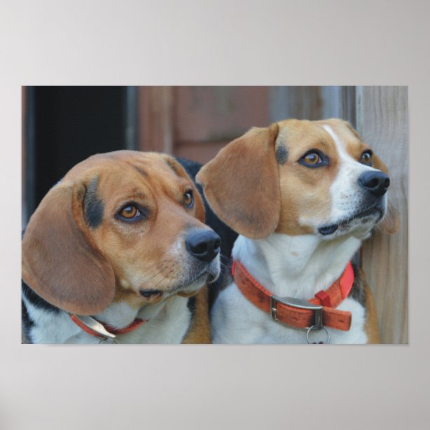 Beagle Posters & Prints | Zazzle UK