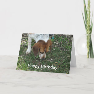 Beagle Birthday Card
