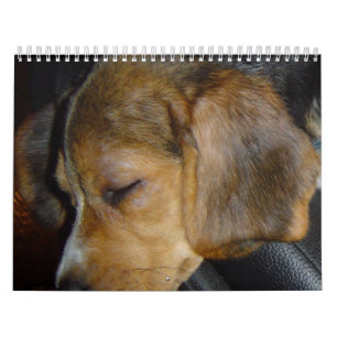 Beagle Calander Calendar