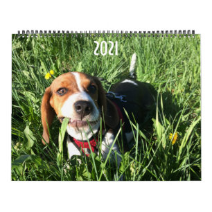 Beagle Calendar 2021