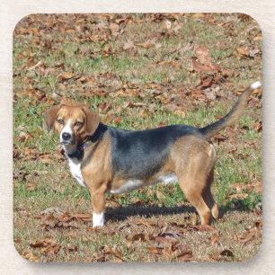 Beagle Coaster